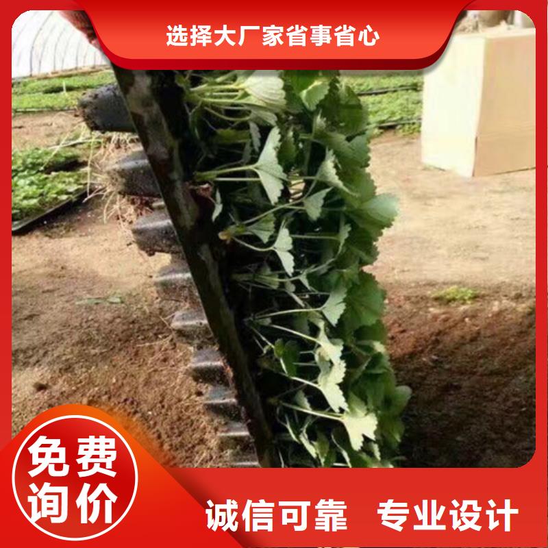 草莓苗_徐香猕猴桃树苗货源报价