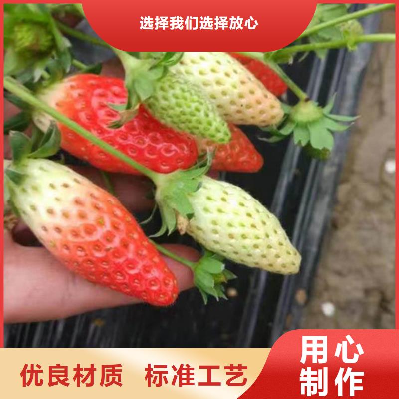 草莓苗-桃树苗厂家直营