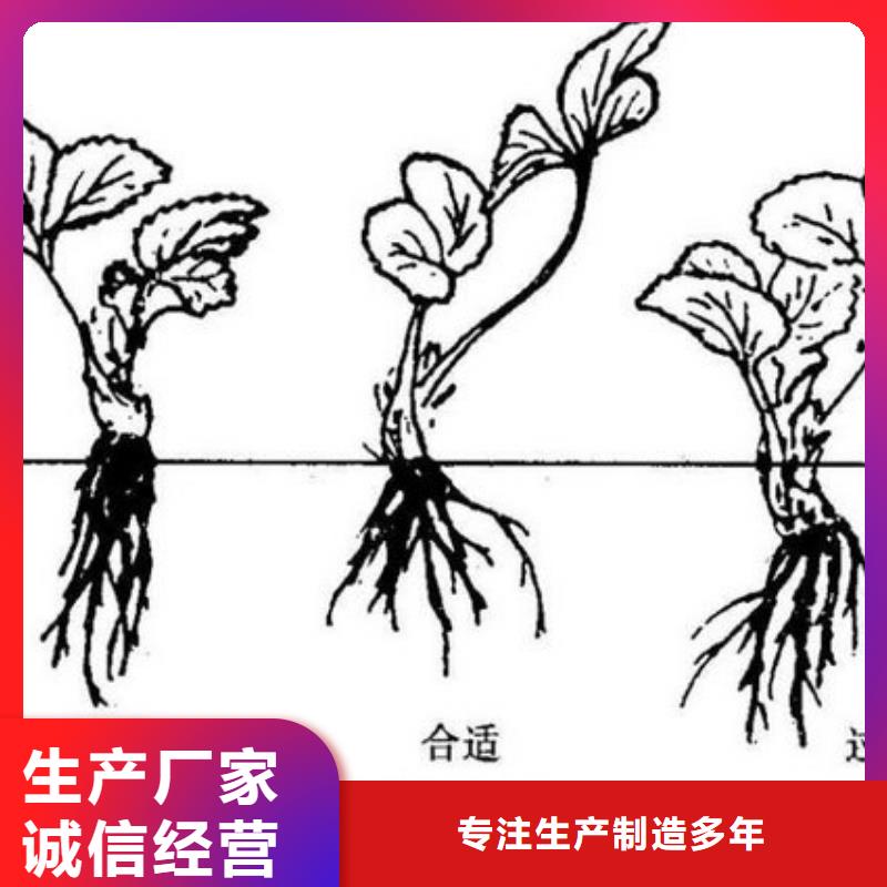 草莓苗毛蟠桃树苗厂家精选