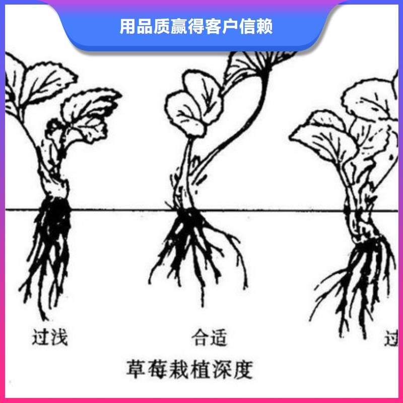 草莓苗,桃树苗基地品质可靠