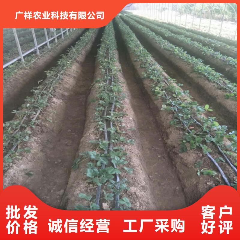 草莓苗_红颜草莓出厂价