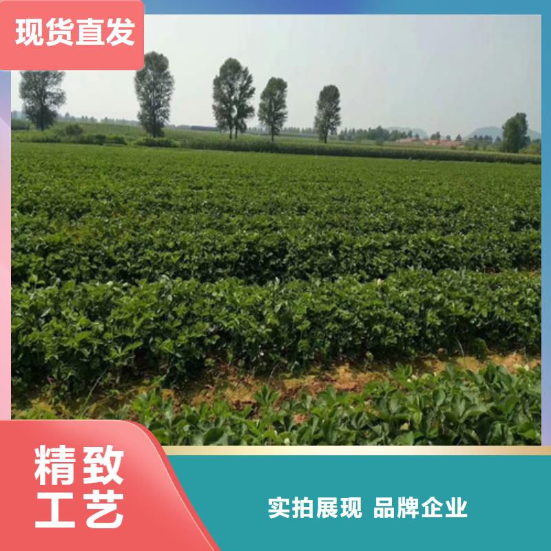 草莓苗大棚草莓苗细节之处更加用心