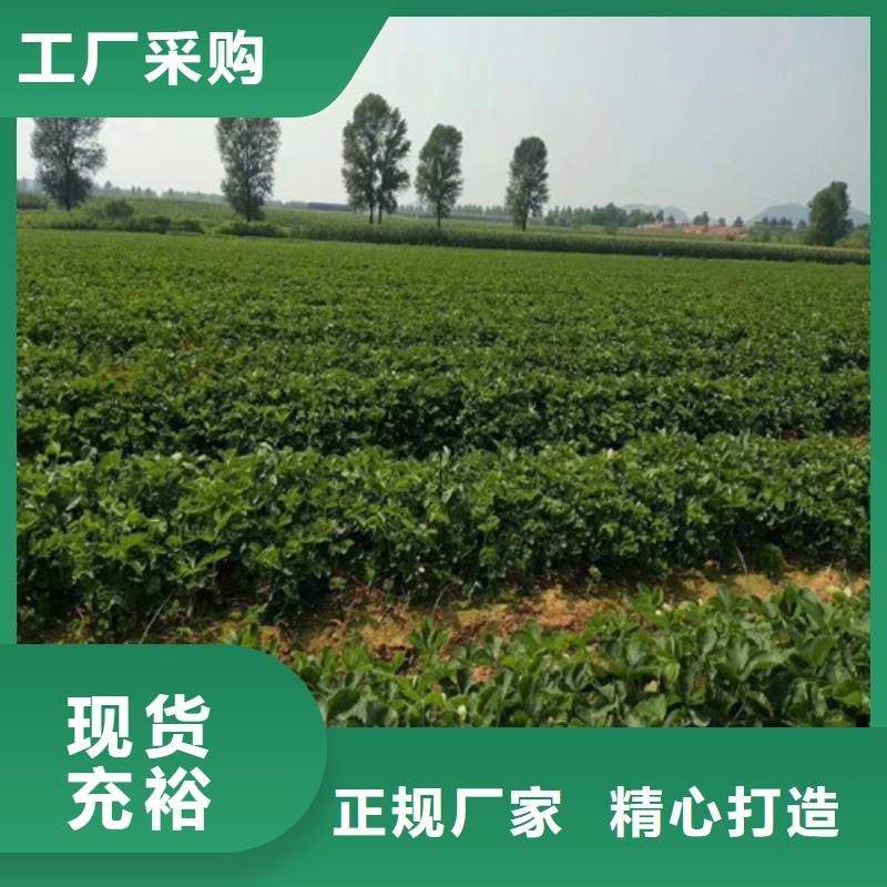 草莓苗_樱桃苗产品细节