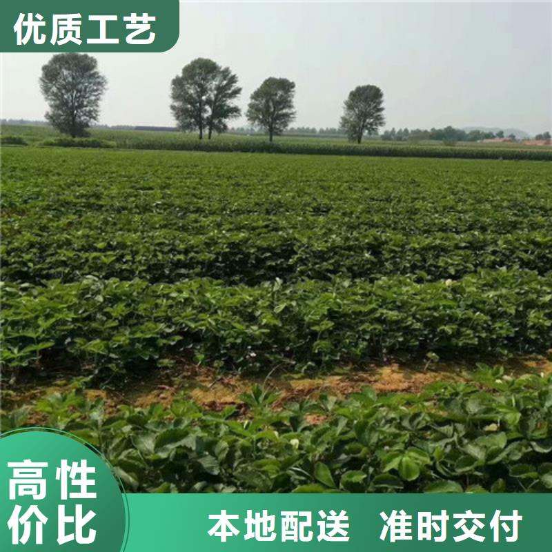 草莓苗毛蟠桃树苗厂家精选