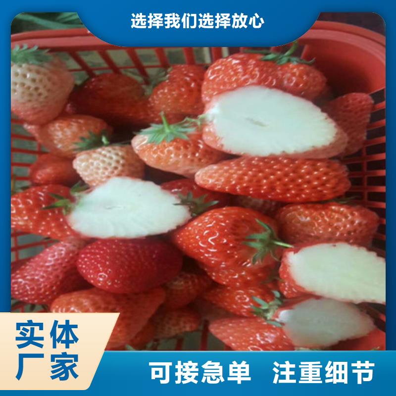 梨树苗视频-梨树苗(广祥)覆盖地域河南省开封市通许|尉氏|平顶山|郑州|商丘|三门峡|安阳|信阳|新乡