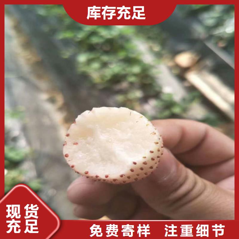 梨树苗-视频-梨树苗-广祥农业科技(西藏分公司)服务区域林芝|拉萨|那曲|昌都|山南