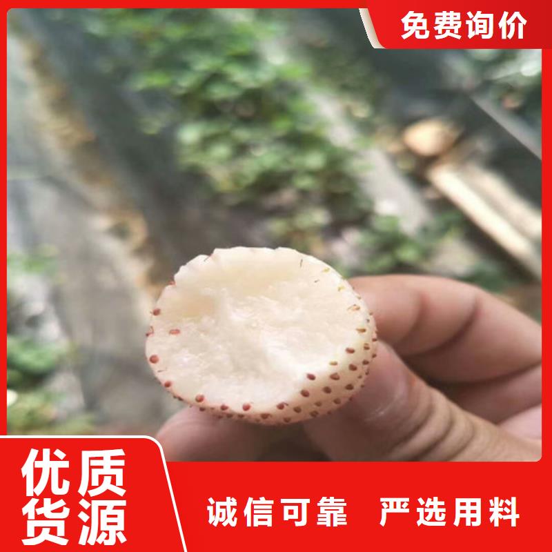 草莓苗_黄金苹果树苗源厂直接供货