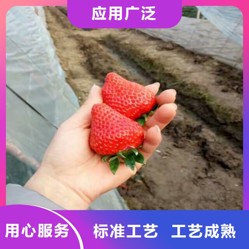草莓苗 板栗苗严选用料