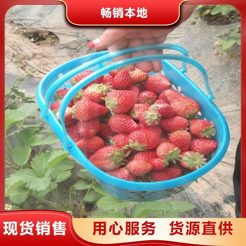 草莓苗草莓苗价格产地货源