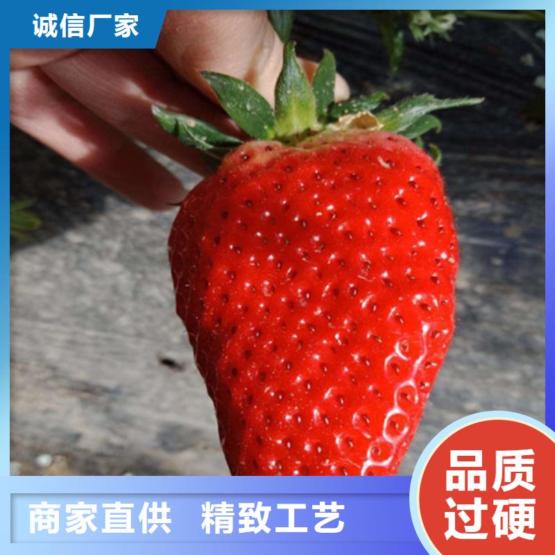 草莓苗苹果苗来图来样定制