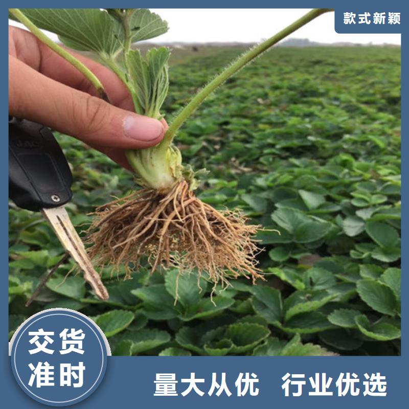 草莓苗黄宝石梨树苗多年行业经验