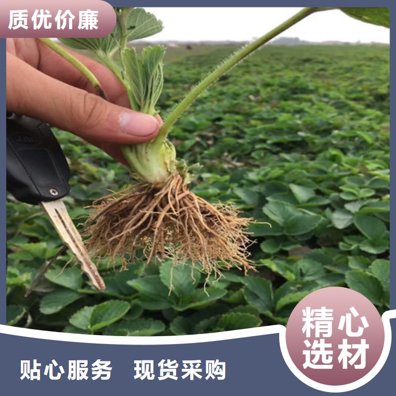 草莓苗果树苗批发基地厂家经验丰富