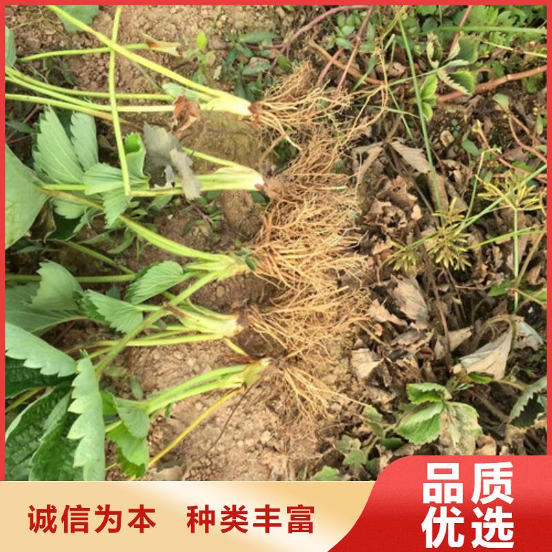 草莓苗,红富士苹果树苗产品性能