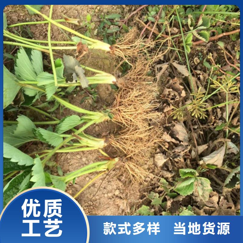 草莓苗果树苗免费寄样