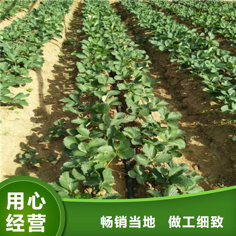 草莓苗,吉塞拉6号砧木从厂家买售后有保障
