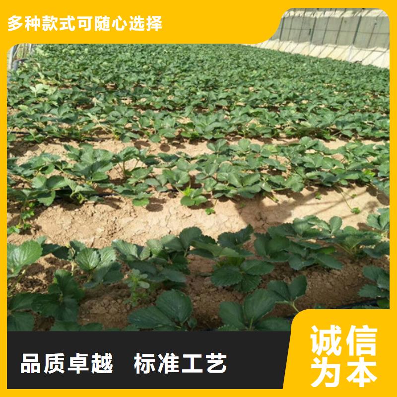 草莓苗黄金苹果树苗产地源头好货