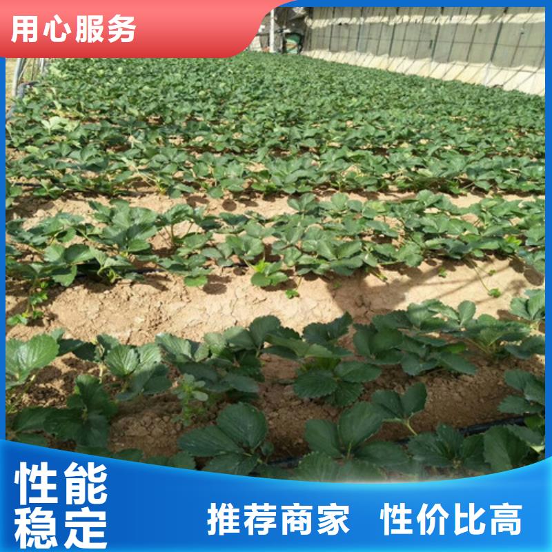 草莓苗蜂糖李子树苗厂家售后完善