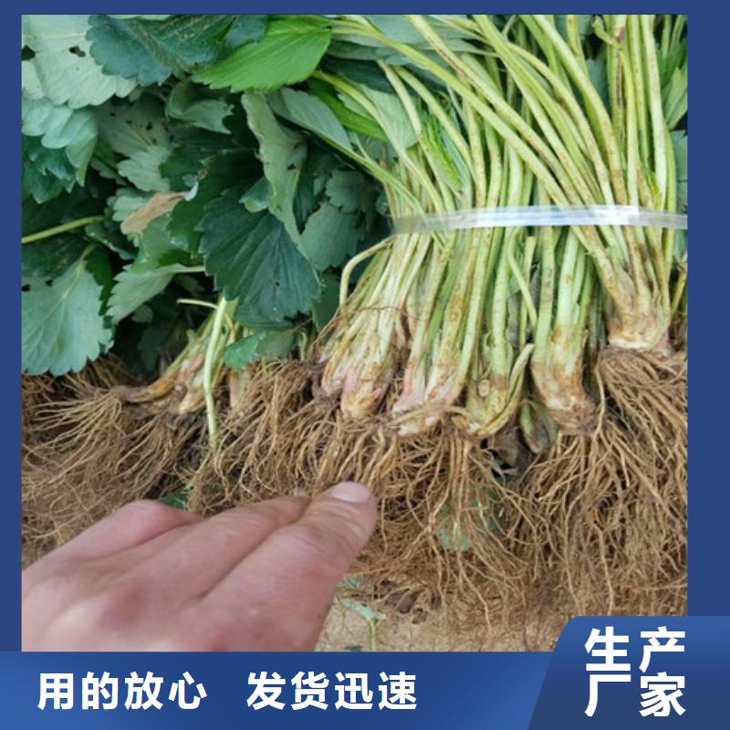 草莓苗 板栗苗严选用料