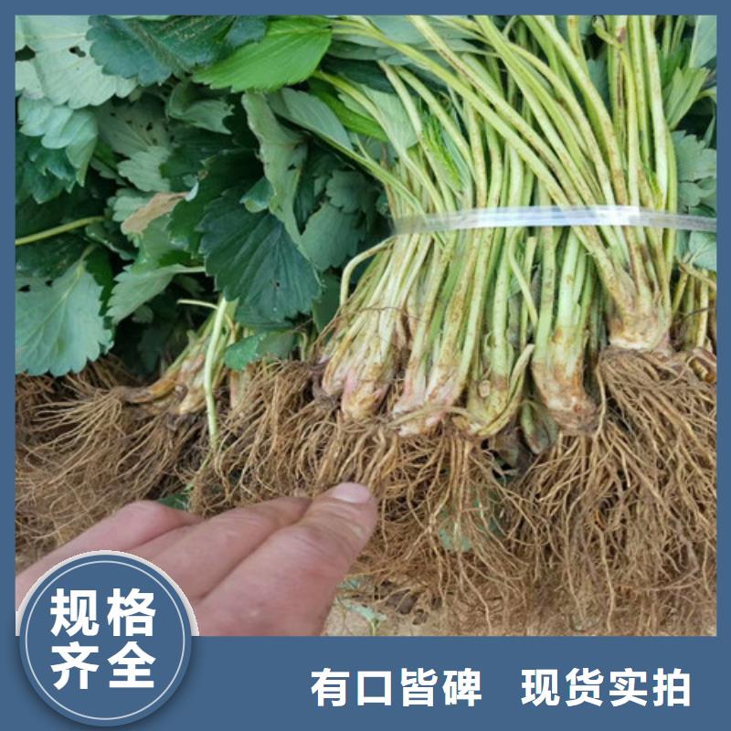 草莓苗 蓝莓苗工厂价格