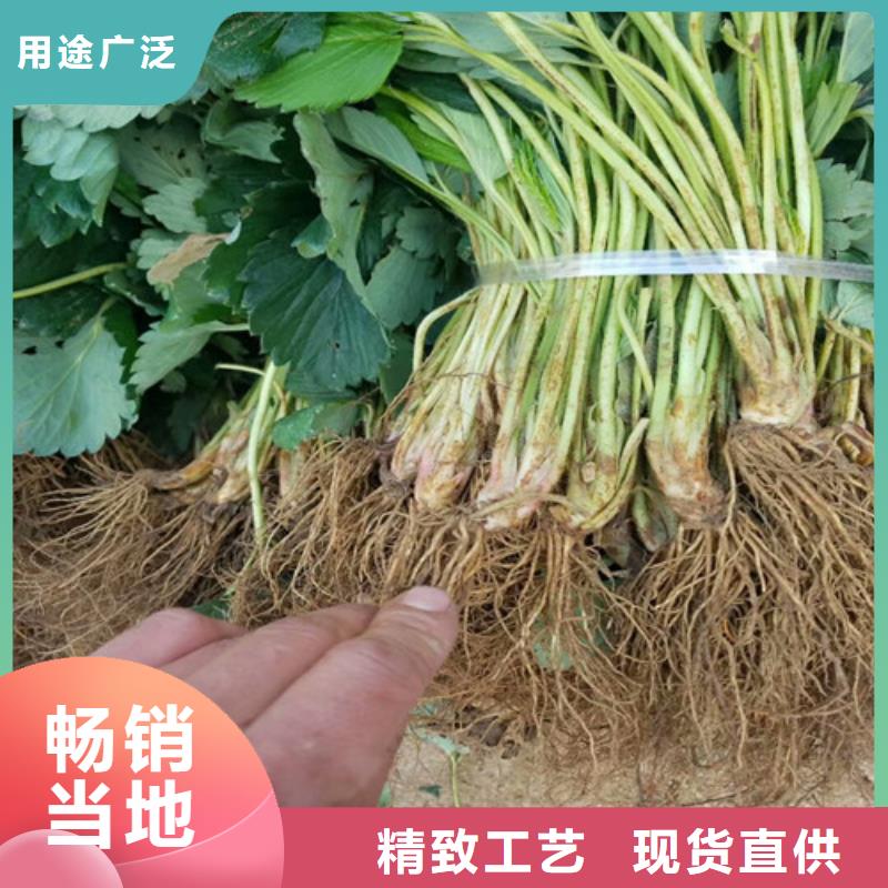 草莓苗葡萄苗基地支持定制加工