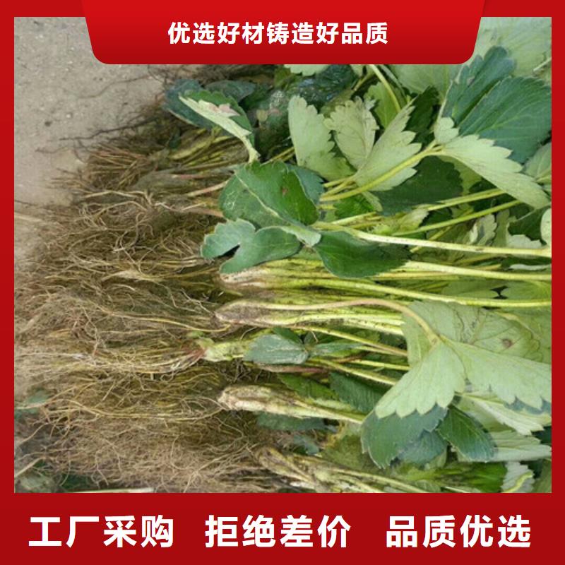 草莓苗苹果苗来图来样定制