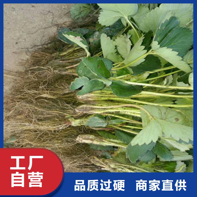 草莓苗-西梅树苗实力才是硬道理