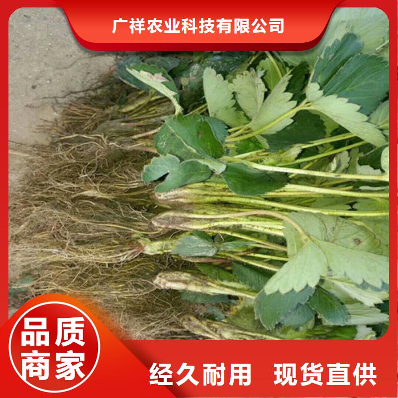 草莓苗葡萄苗基地支持定制加工