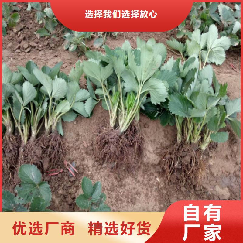 梨树苗-视频-梨树苗-广祥农业科技(西藏分公司)服务区域林芝|拉萨|那曲|昌都|山南