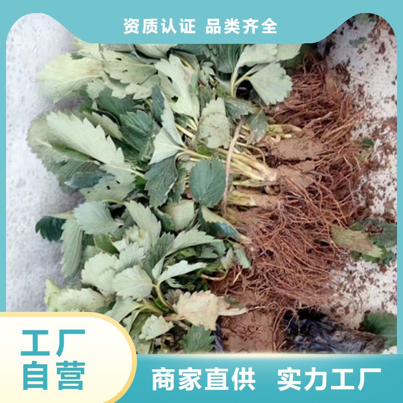 草莓苗黄金苹果树苗产地源头好货