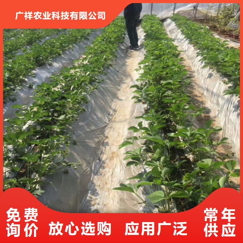 草莓苗 板栗苗严选用料