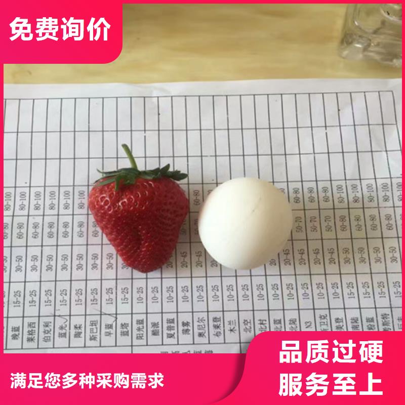 草莓苗苹果苗基地专心专注专业