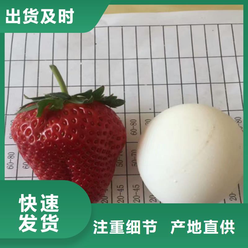 草莓苗艾琳娜西梅树苗厂家销售