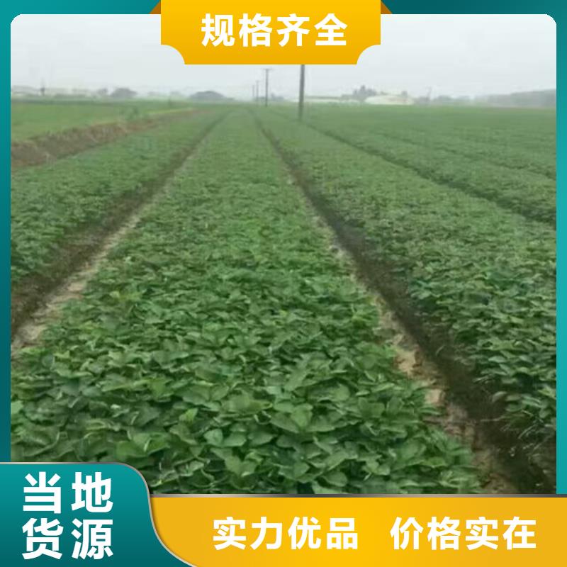 草莓苗_红油香椿树苗厂家直销大量现货