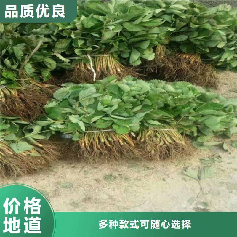 草莓苗_苹果苗基地源头厂家量大价优