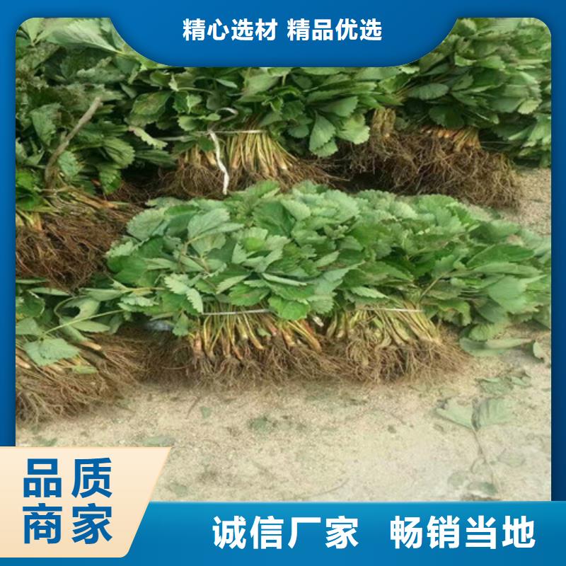 草莓苗桃树苗用品质赢得客户信赖