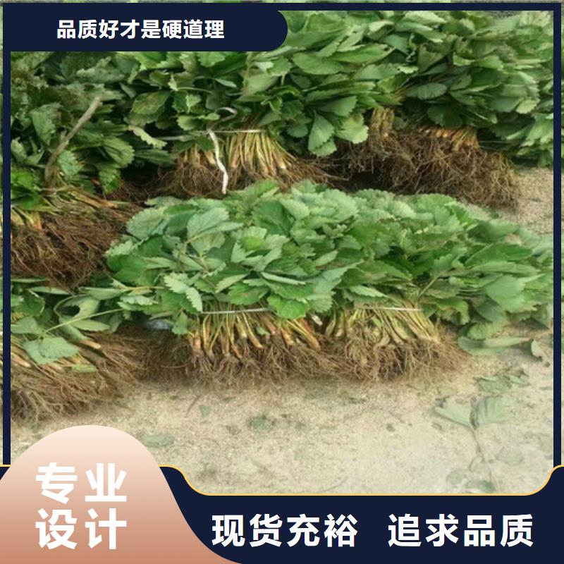 草莓苗草莓用心经营