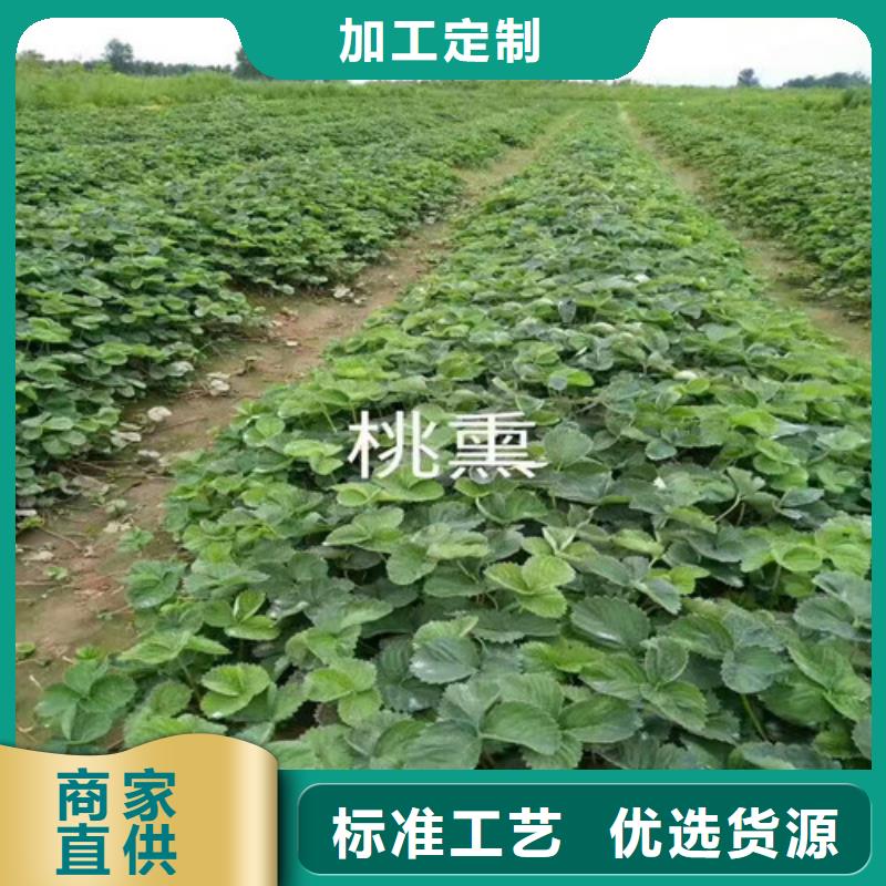 草莓苗黄金苹果树苗产地源头好货