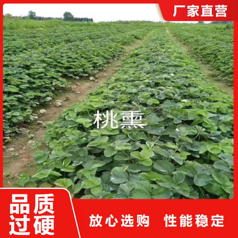 草莓苗草莓苗价格工厂直供
