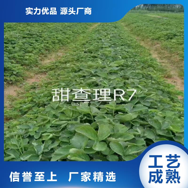 草莓苗梨树苗基地N年生产经验