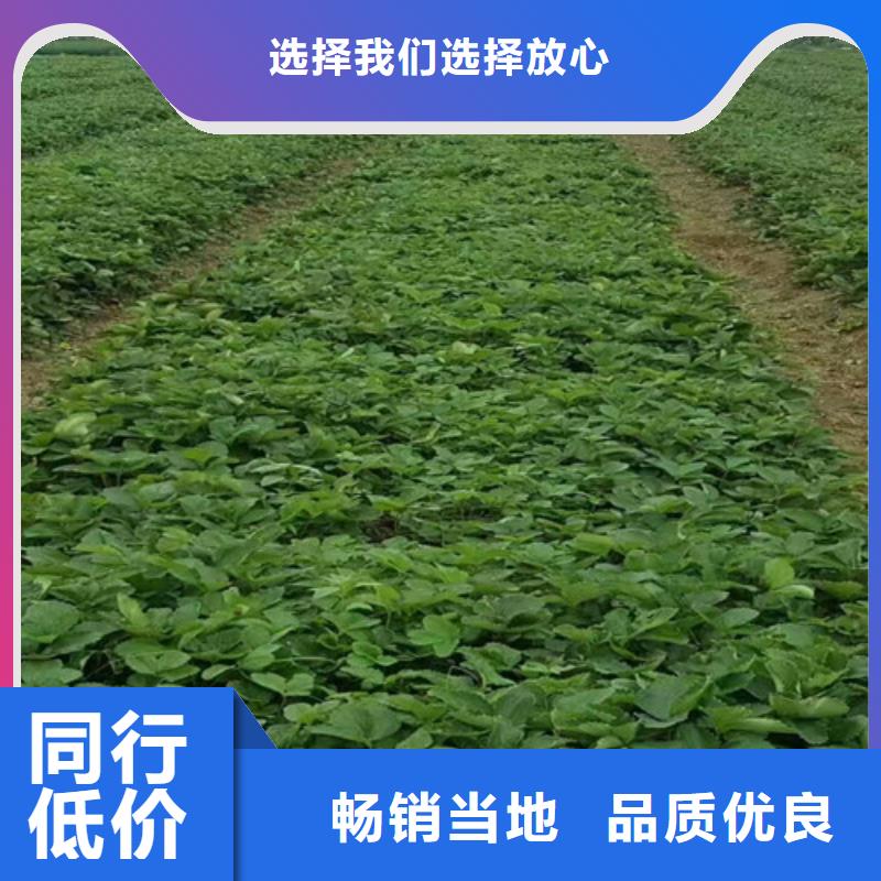 草莓苗-葡萄苗丰富的行业经验