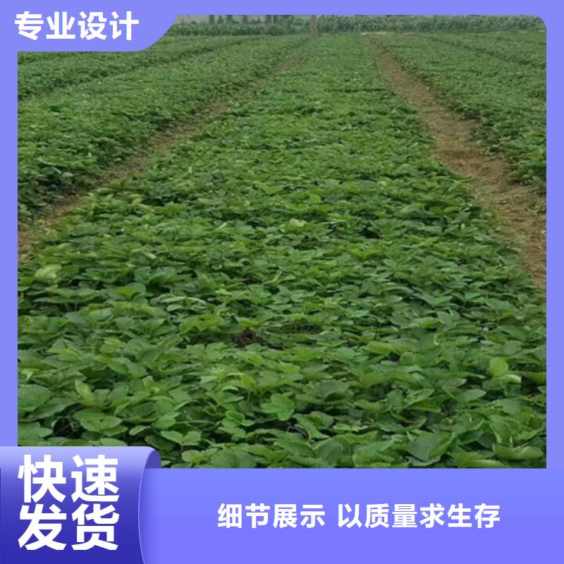草莓苗苹果苗甄选好厂家