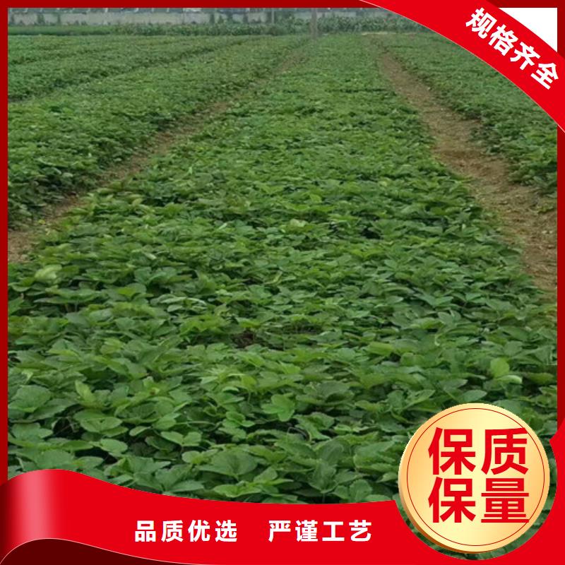 草莓苗,吉塞拉6号砧木从厂家买售后有保障