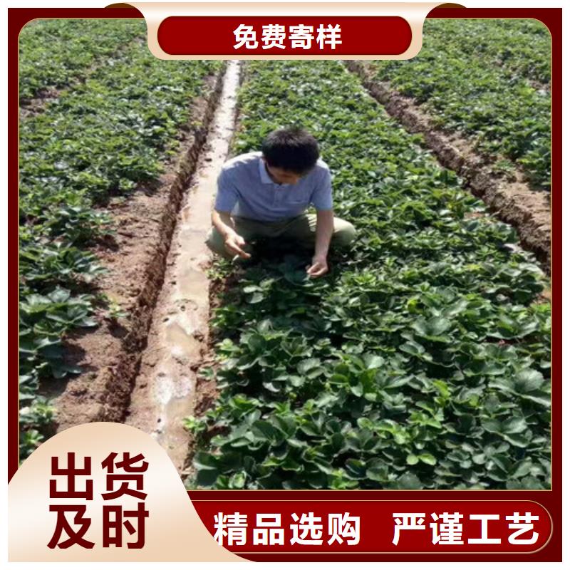 草莓苗-艾琳娜西梅树苗款式多样