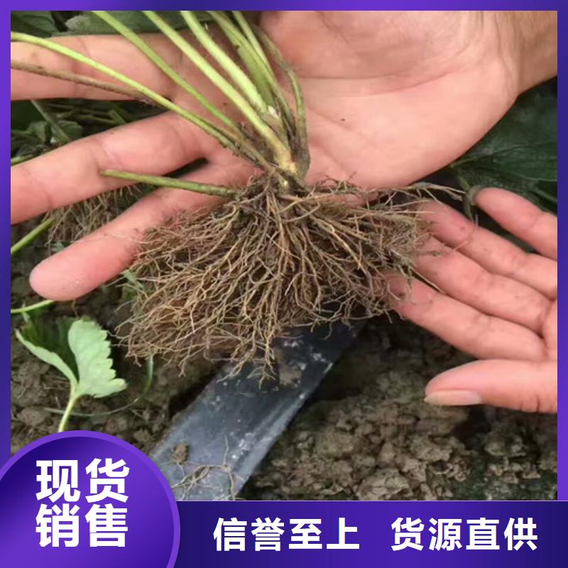 草莓苗,红富士苹果树苗产品性能