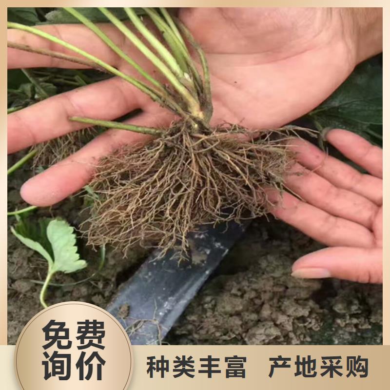 草莓苗桃树苗基地品质保障售后无忧