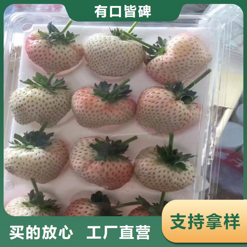 草莓苗梨树苗基地N年生产经验
