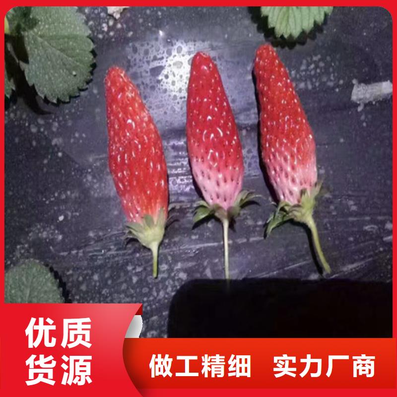 草莓苗-西梅树苗实力才是硬道理