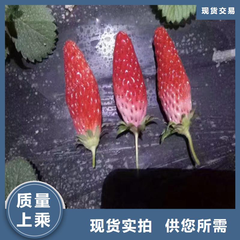 草莓苗_樱桃苗产品细节