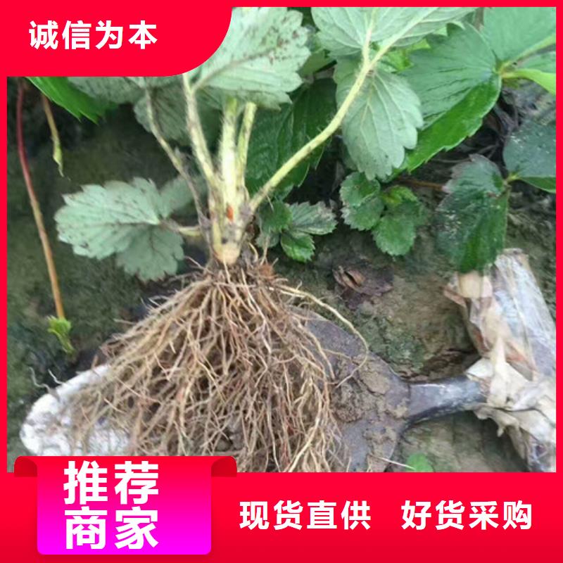 草莓苗艾琳娜西梅树苗厂家销售
