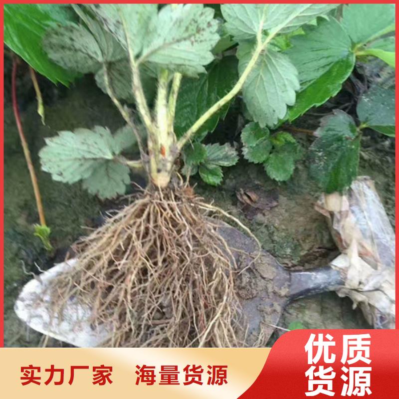 草莓苗桃树苗基地品质保障售后无忧